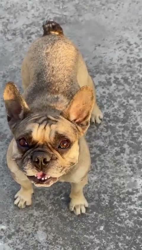 French Bulldog Puppy, farm video