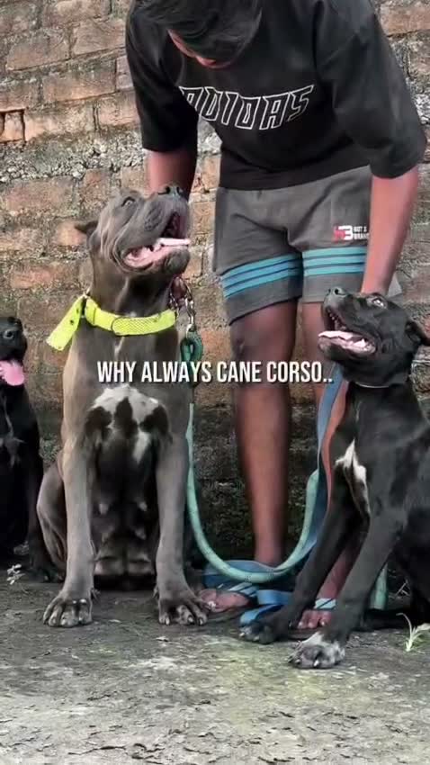 Cane Corso Puppy | Brindle, farm video