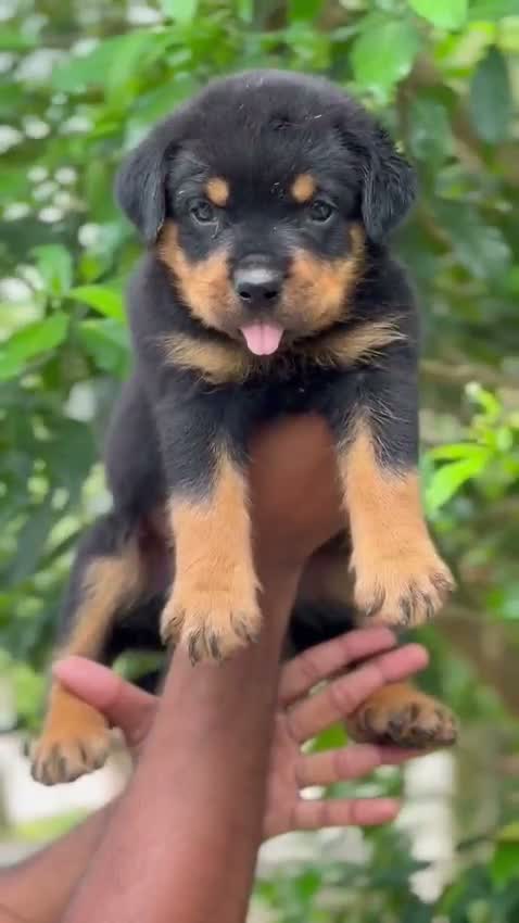 Rottweiler Puppy, farm video