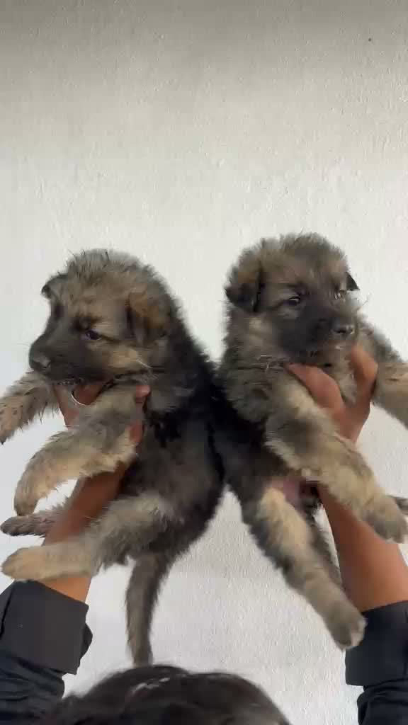 German Shepherd Puppy, farm video