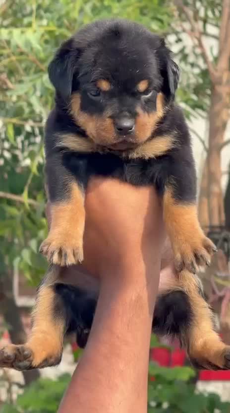 Rottweiler Puppy, farm video