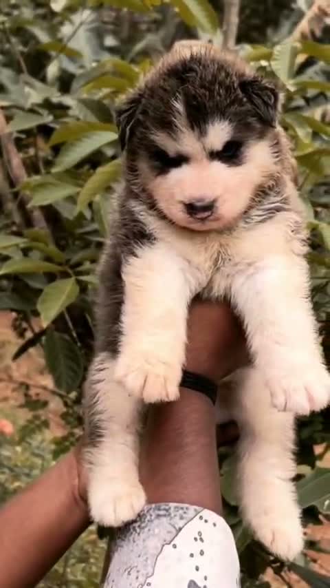 Siberian Husky Puppy | Black & White Color, farm video