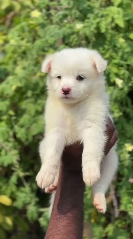 Pomeranian Puppy, farm video