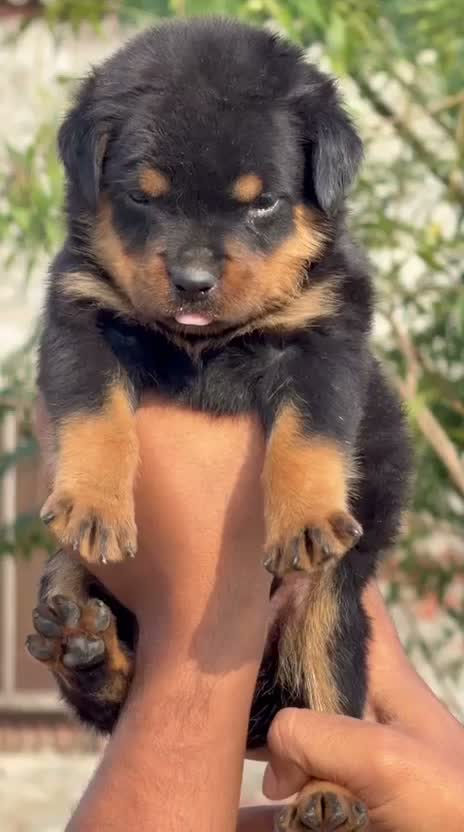 Dachshund Puppy | Brown, farm video