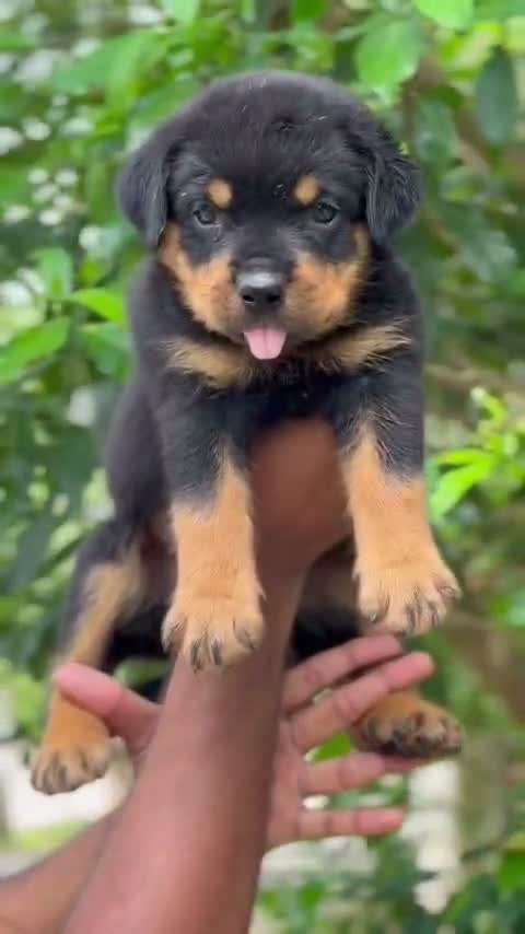 Rottweiler Puppy, farm video