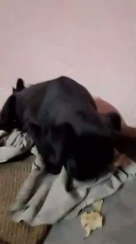Pug Puppy, farm video