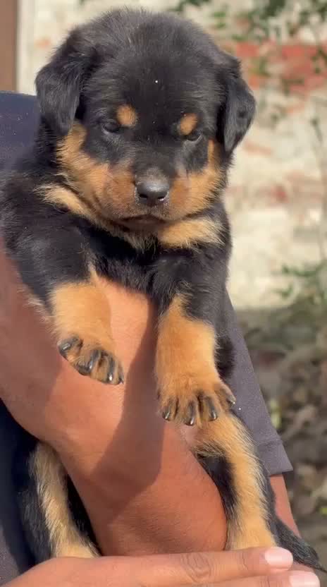 Rottweiler Puppy, farm video