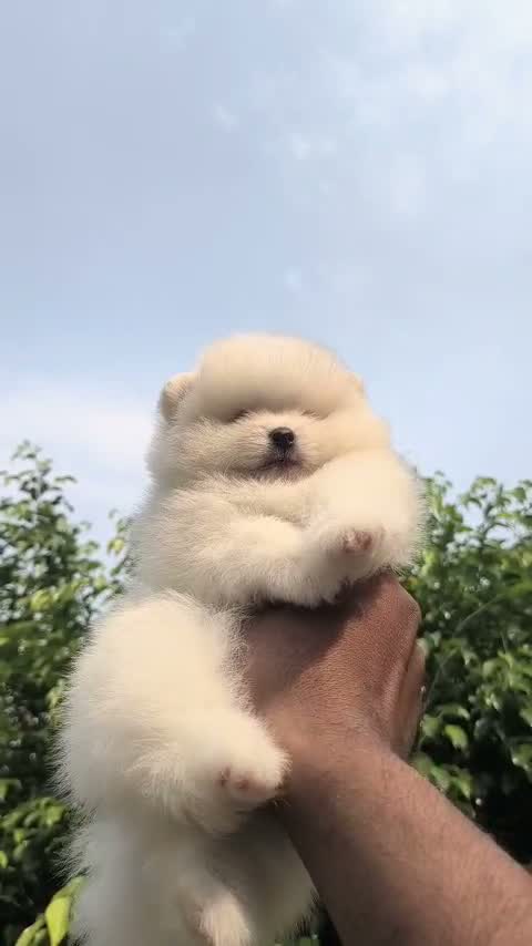 Pomeranian Puppy, farm video