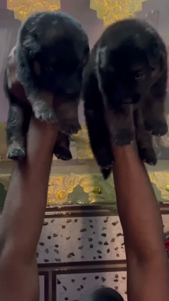 Dachshund Puppy | Brown & Tan, farm video