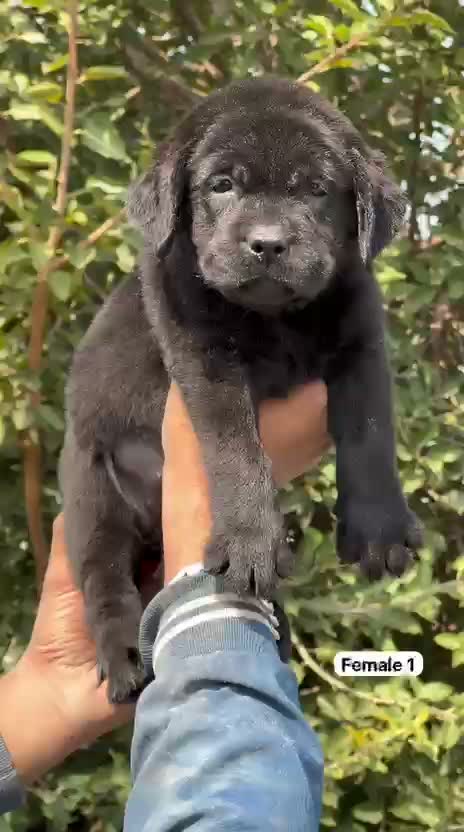 Dachshund Puppy | Brown & Tan, farm video