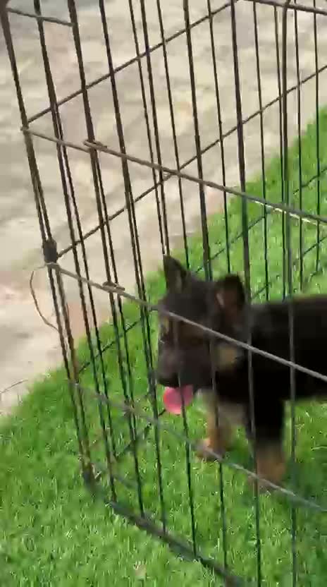 German Shepherd Puppy, farm video