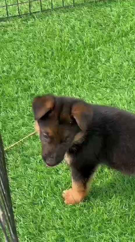 German Shepherd Puppy, farm video