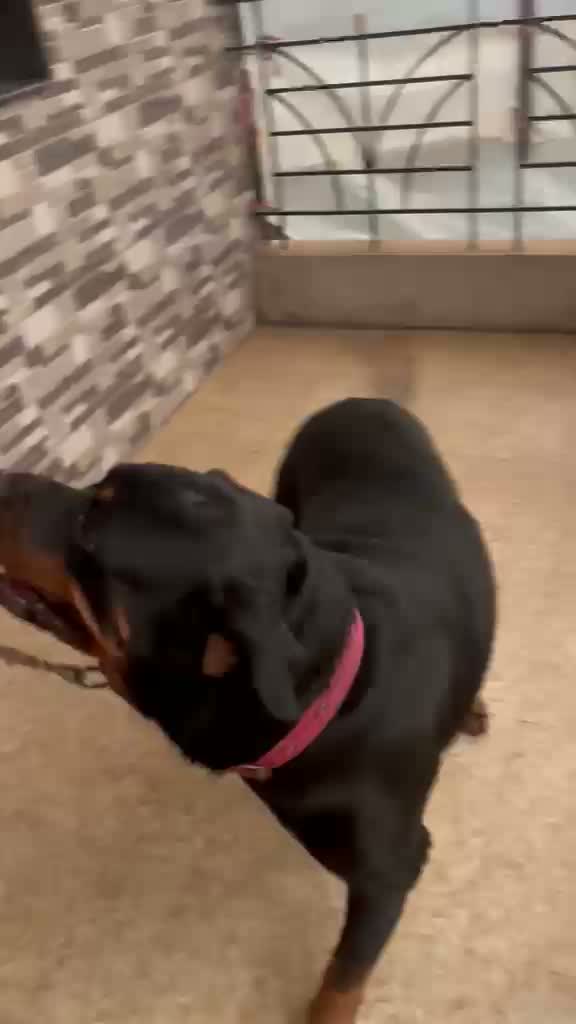 Dachshund Puppy | Brown, farm video
