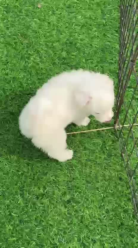 Pomeranian Puppy, farm video
