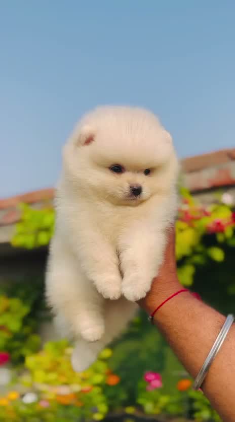 Pomeranian Puppy, farm video