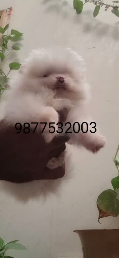 Pomeranian Puppy, farm video
