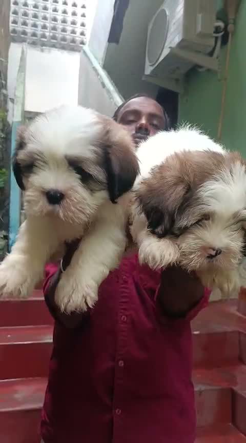 Shih Tzu | Black Color, farm video
