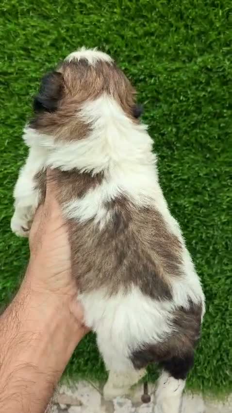 Shih Tzu | Black Color, farm video