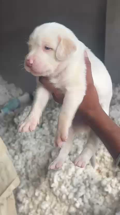 American Bully Pocket Size Puppy, farm video