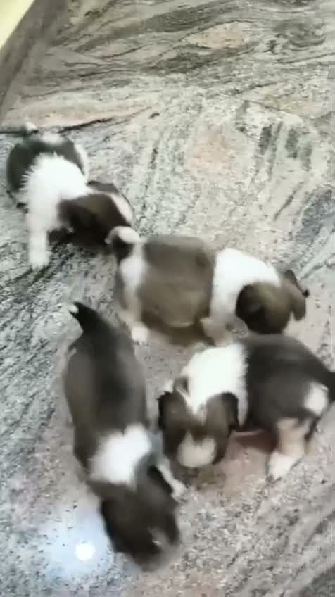 Shih Tzu | Black Color, farm video