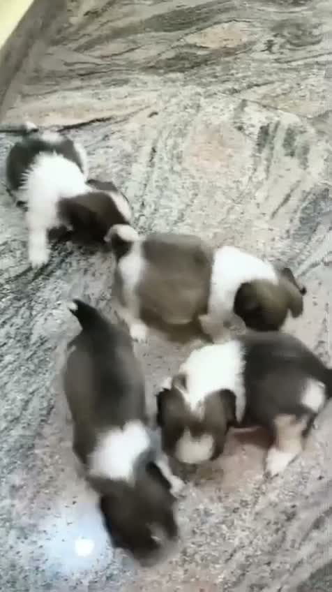 Shih Tzu | Black Color, farm video