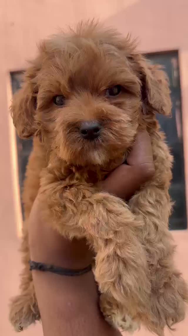 Maltipoo Puppy, farm video