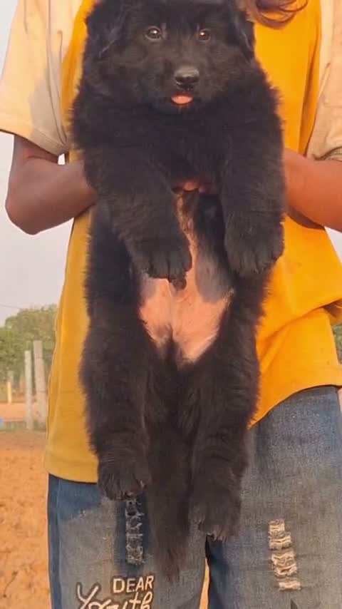 German Shepherd Puppy, farm video