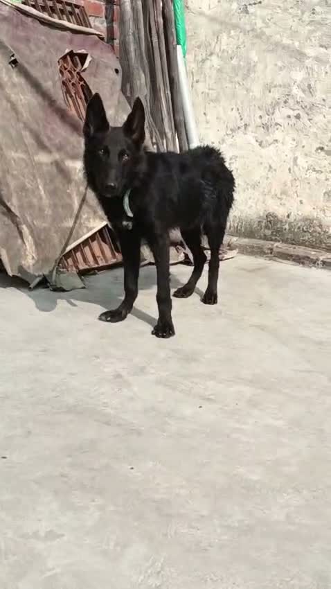German Shepherd Puppy, farm video