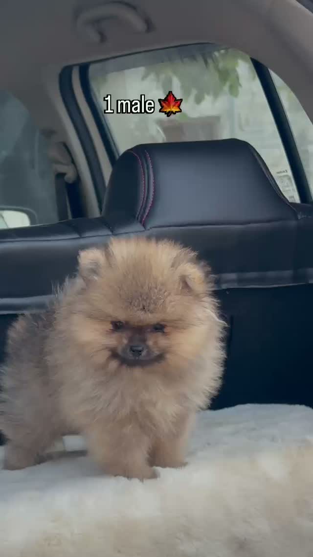 Pomeranian Puppy, farm video