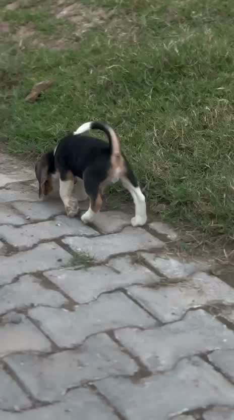 Beagle Black & Tan Puppy, farm video