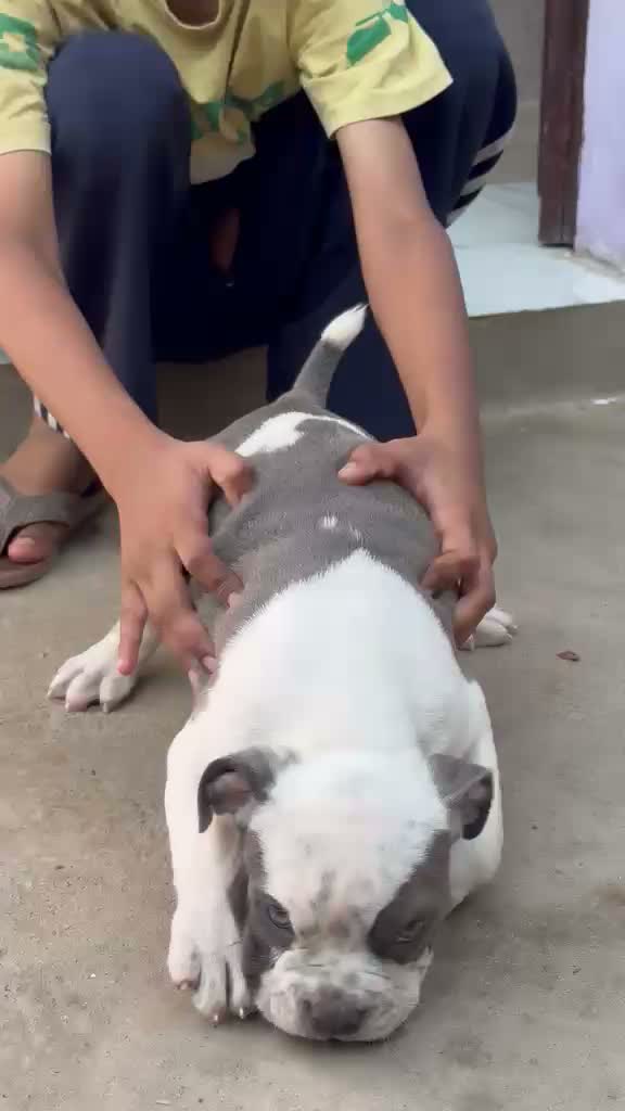 American Bully Pocket Size Puppy, farm video