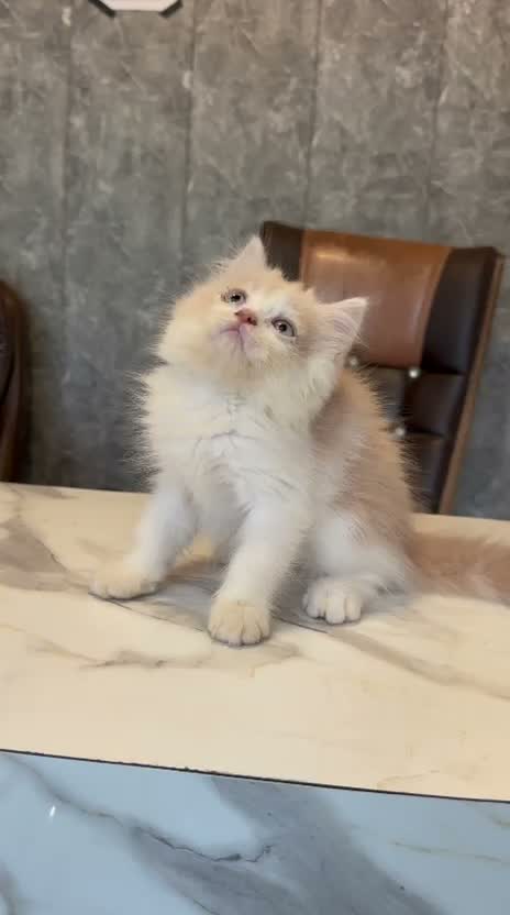 Persian, farm video
