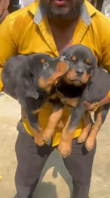 Dachshund Puppy | Brown & Tan, farm video