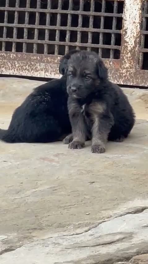 German Shepherd Puppy, farm video