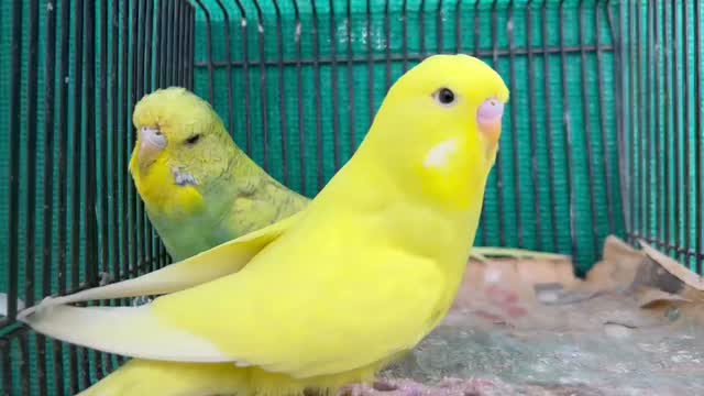 Budgies | Fallow, farm video