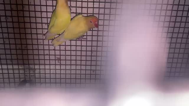 African Love Birds, farm video