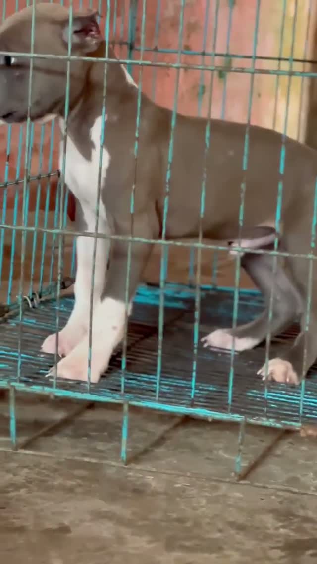 Pitbull Terrier Puppy, farm video