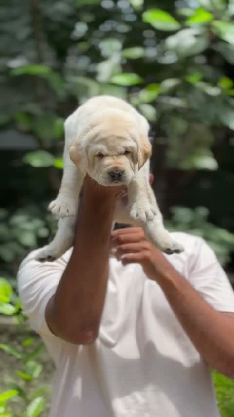 Beagle Black & Tan Puppy, farm video