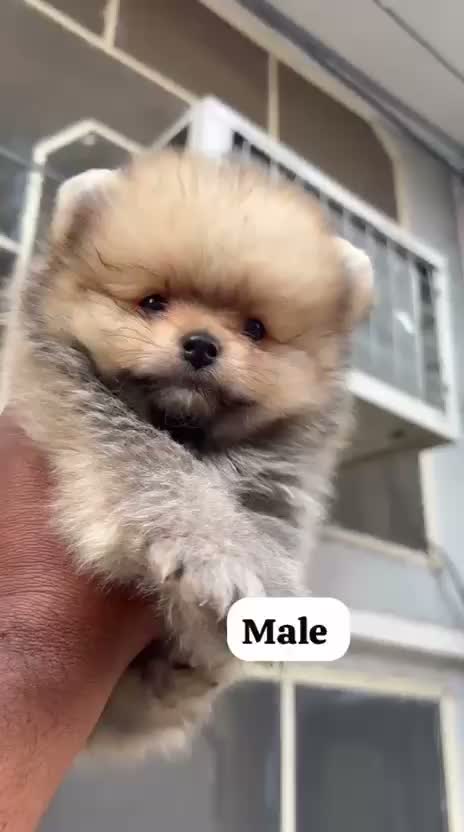 Toy Poodle Puppy, farm video
