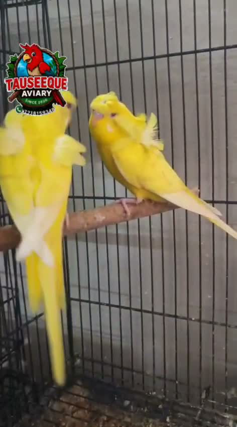 Fantail Pigeon, farm video