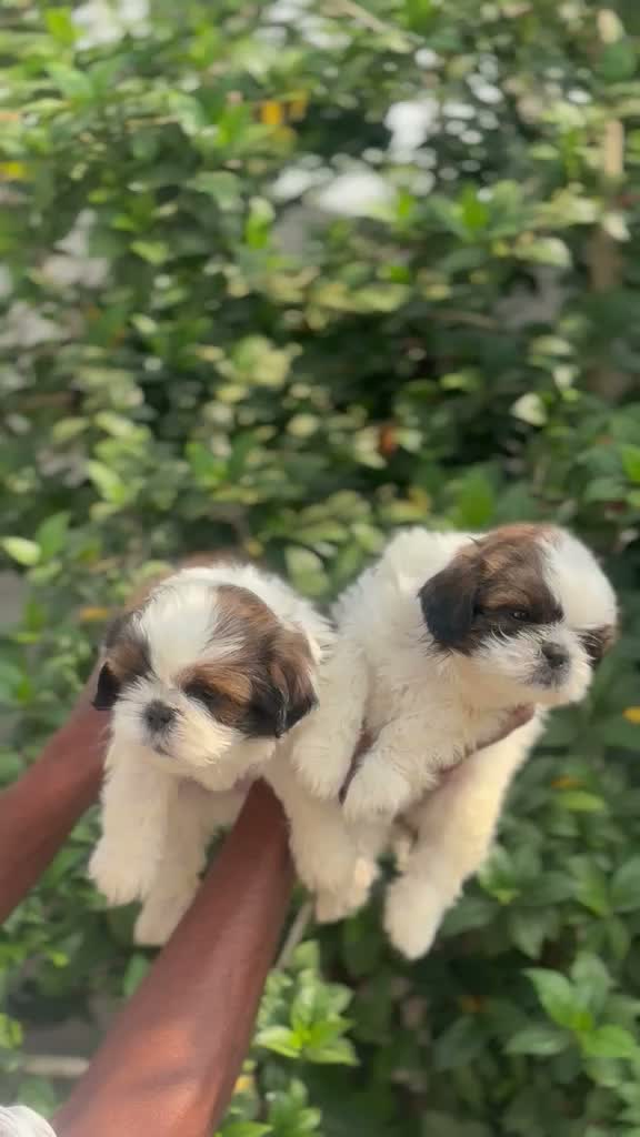 Shih Tzu | Black Color, farm video