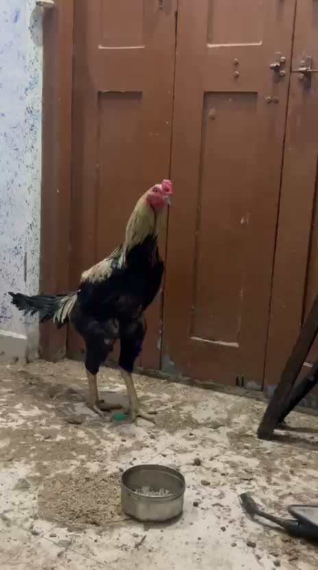 Fantail Pigeon, farm video