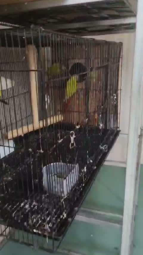 Sun Cheek Conure, farm video