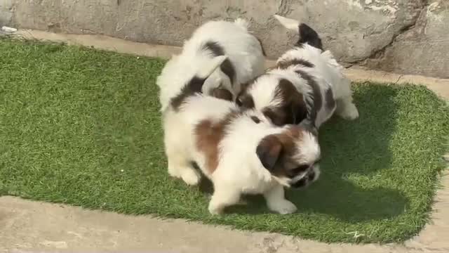 Shih Tzu | Black Color, farm video