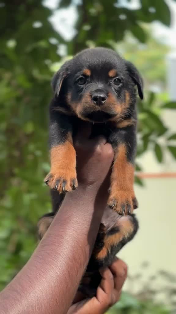 Rottweiler Puppy, farm video
