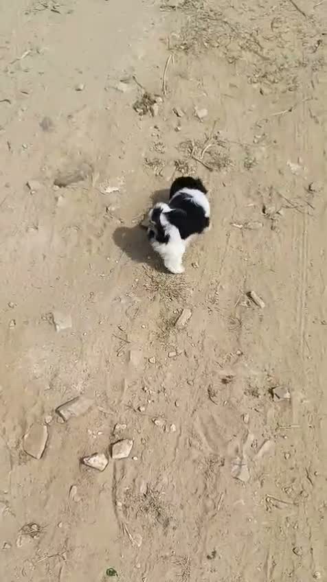 Dachshund Puppy | Brown, farm video