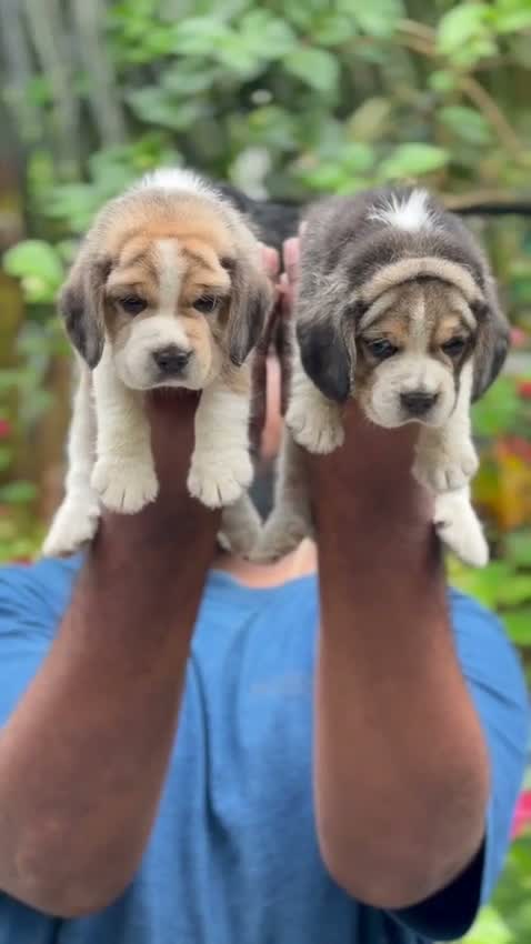 Beagle Black & Tan Puppy, farm video