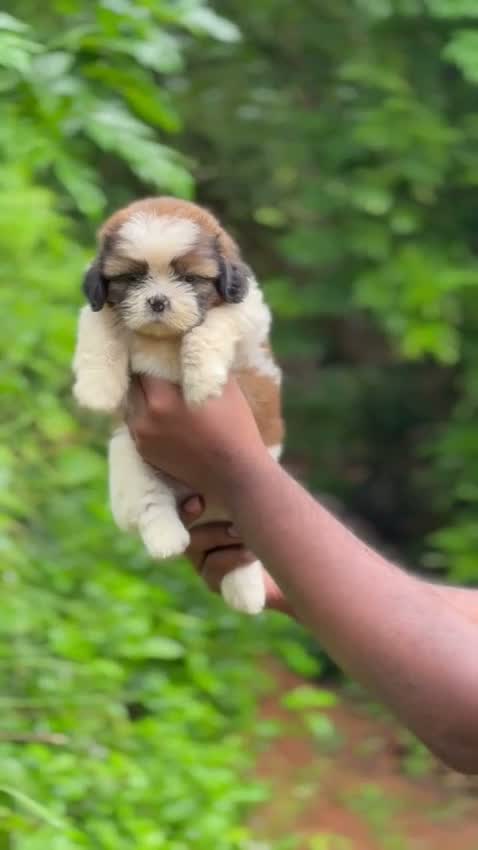 Shih Tzu | Black Color, farm video