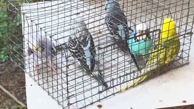 Budgies | Fallow, farm video