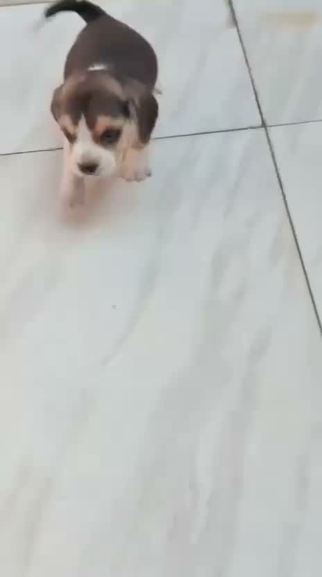 Beagle Black & Tan Puppy, farm video